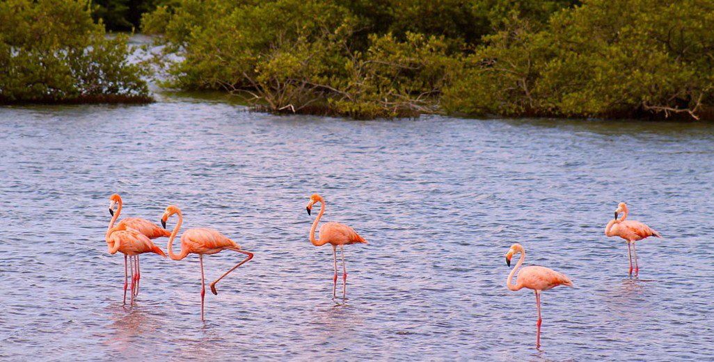 Discover the Flamingos and Mangroves
