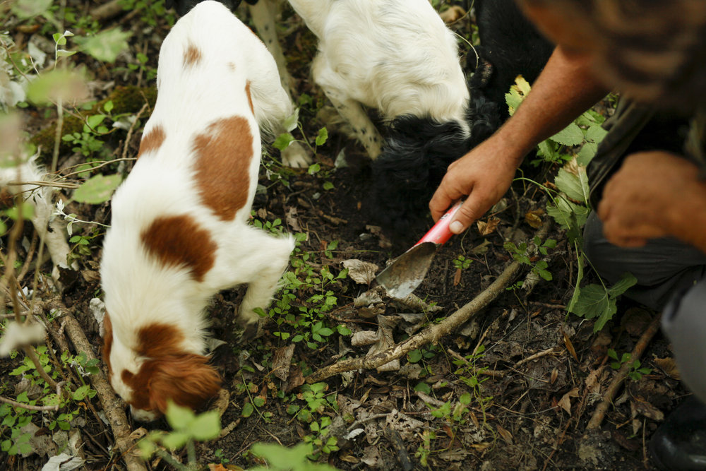 Tuscan Countryside Truffle Adventure and Feast