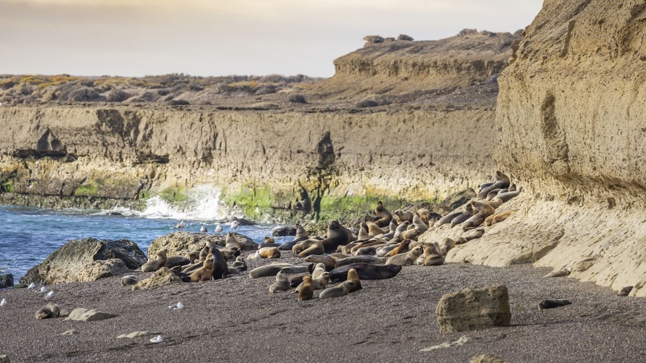Puerto Madryn City Highlights and Punta Loma Sea Lion Reserve