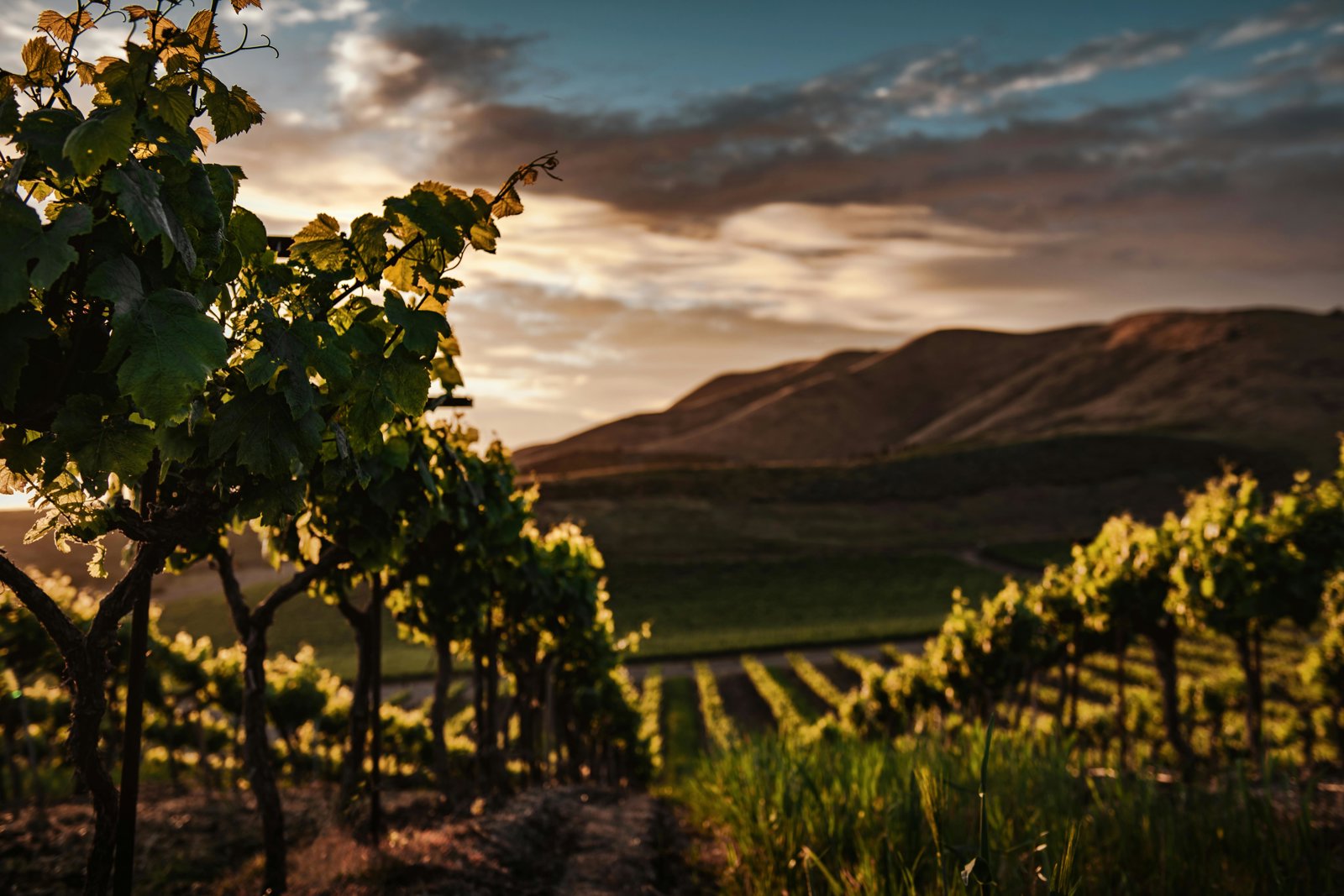 Private Segesta Discovery and Wine Tasting