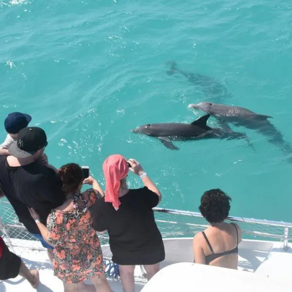 Dolphin Playground and Snorkel Adventure