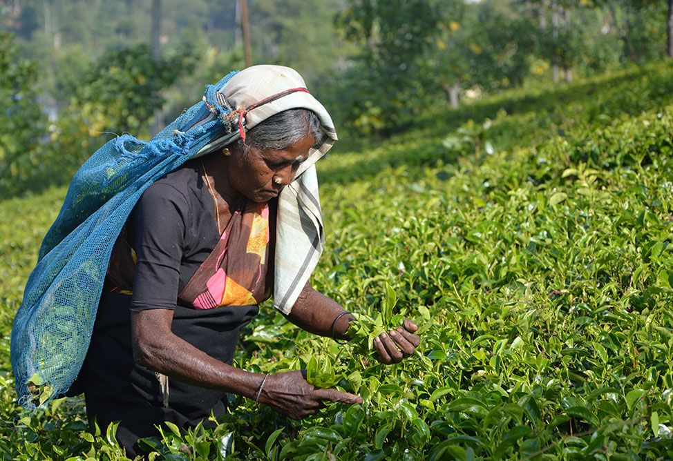 Private Tour South Coast Charm: Galle Fort, Fisherman and Tea Estate Plus Lunch