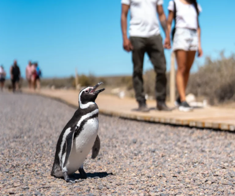 Punta Tombo Penguin Experience