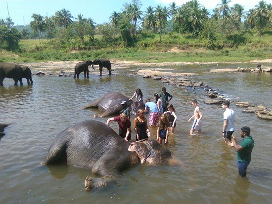 Private Tour Pinnawala Elephant Orphanage and lunch