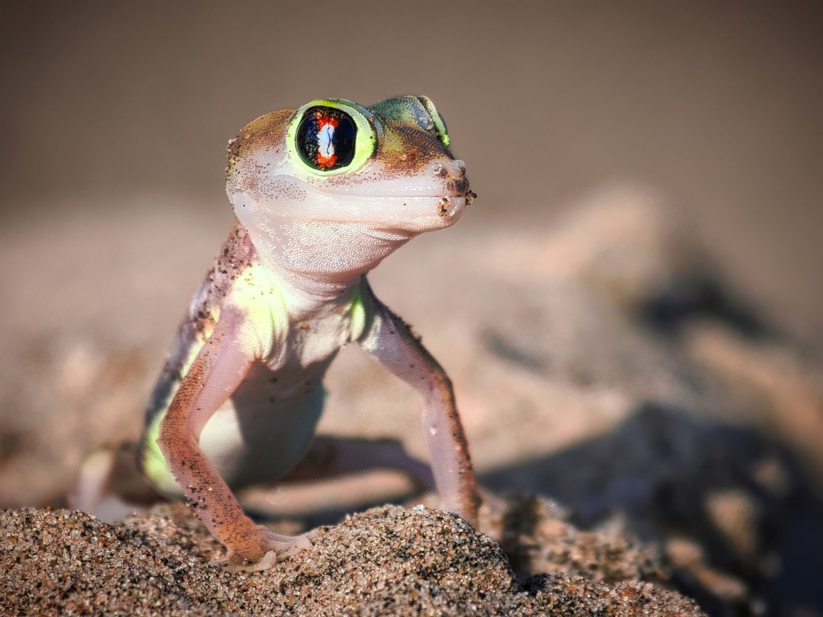 Sandwich Harbour and Namib Desert Adventure