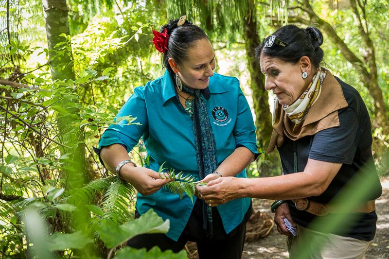 Private Best of Auckland and Maori Culture