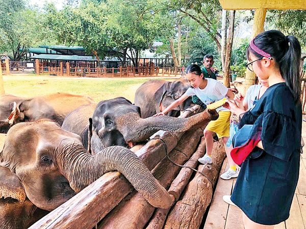 Private Tour Pinnawala Elephant Orphanage and lunch