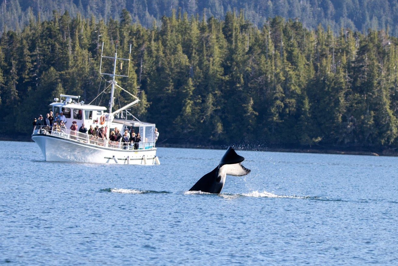 Discover Wildlife Viewing and Whale Watching