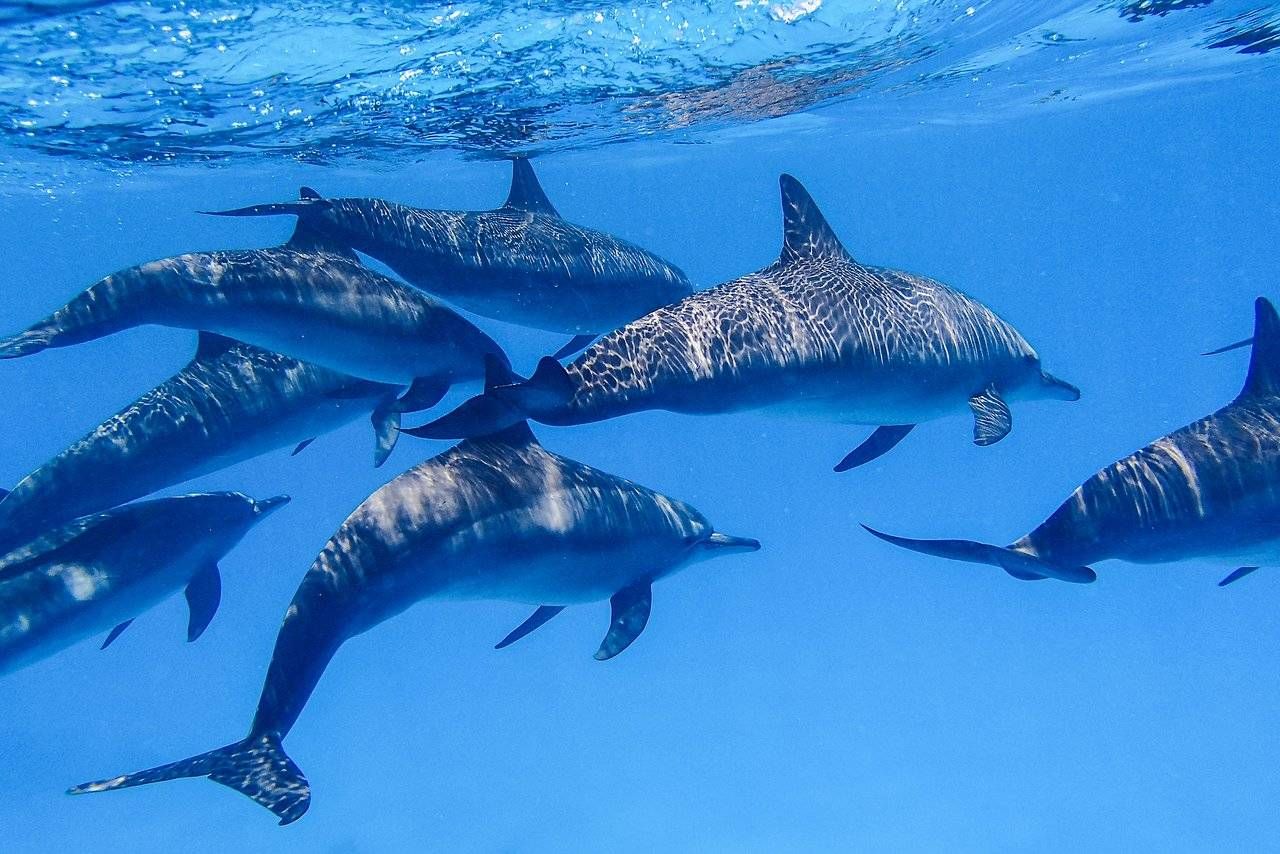 Dolphin Waters Snorkeling Journey