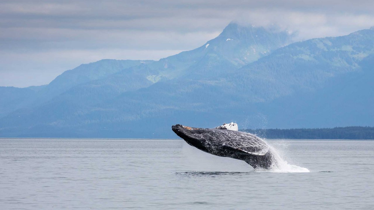 Discounted 3-Port Alaska Excursion Package (Most Popular)