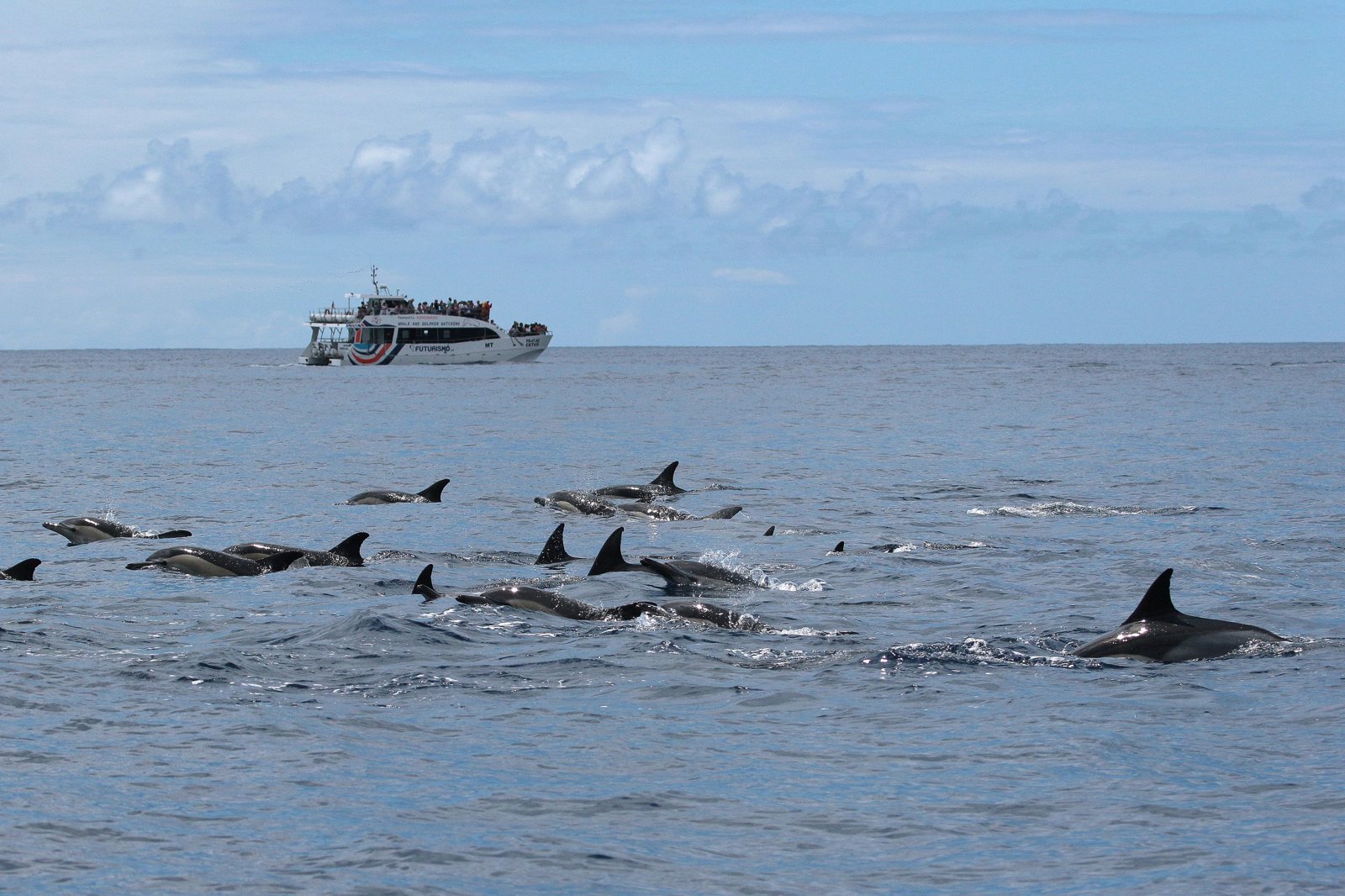Atlantic Catamaran Tour: Whale and Dolphin Viewing 
