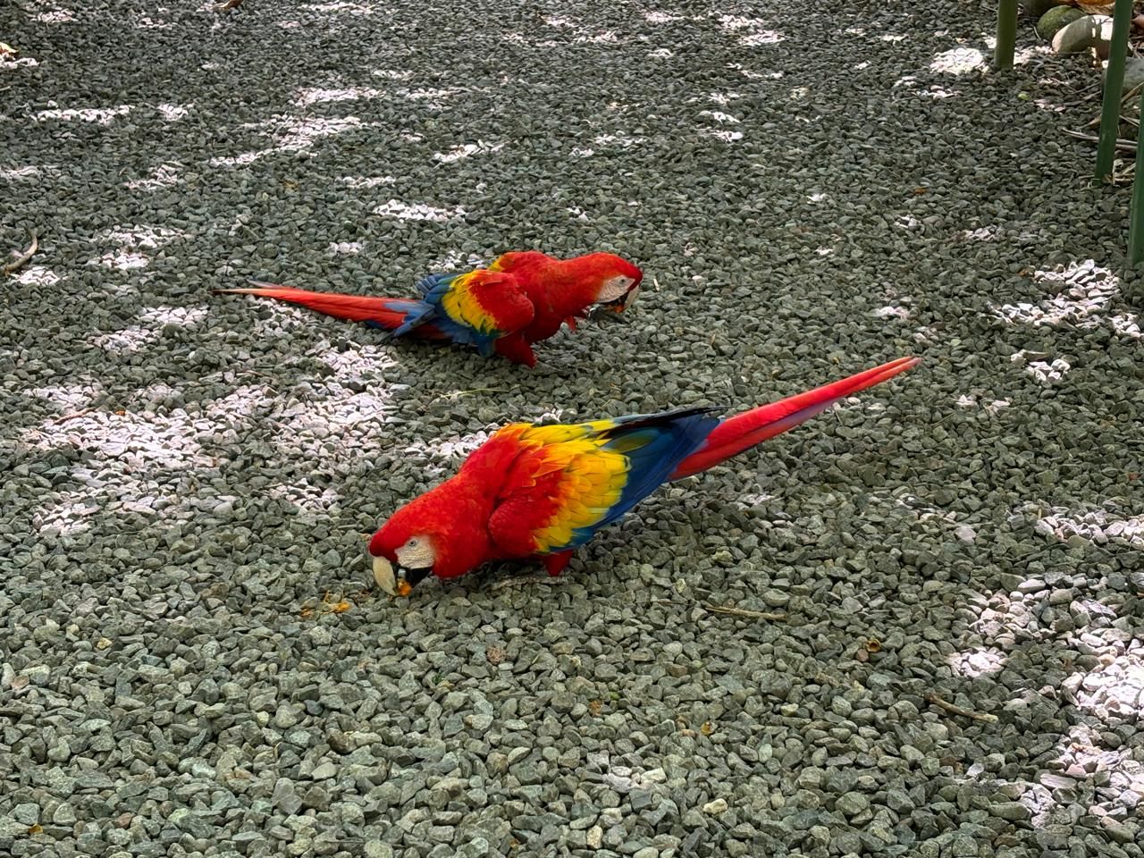 Wildlife Rescue Center Tour