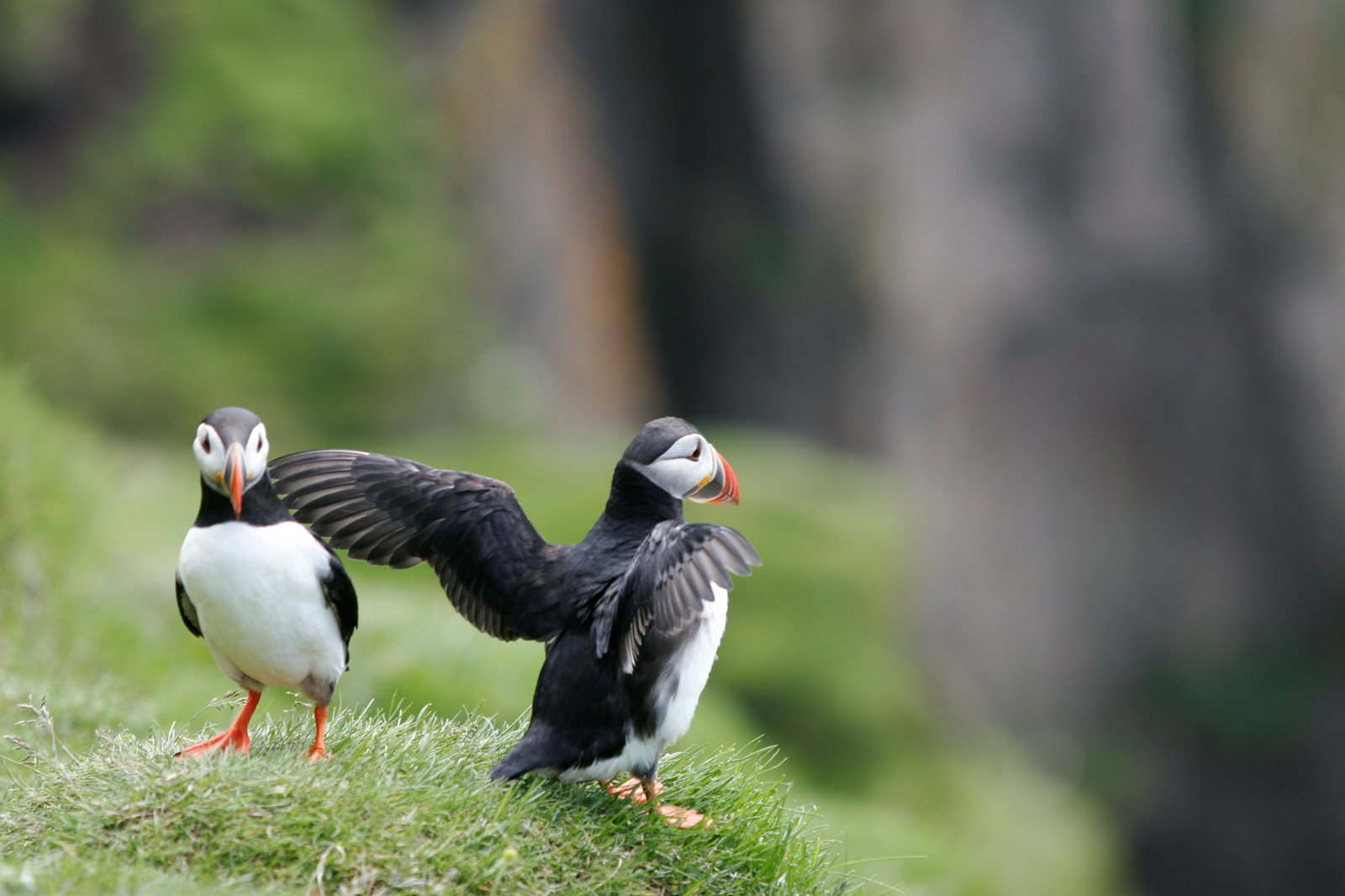 Not just Whales but Puffins Too!