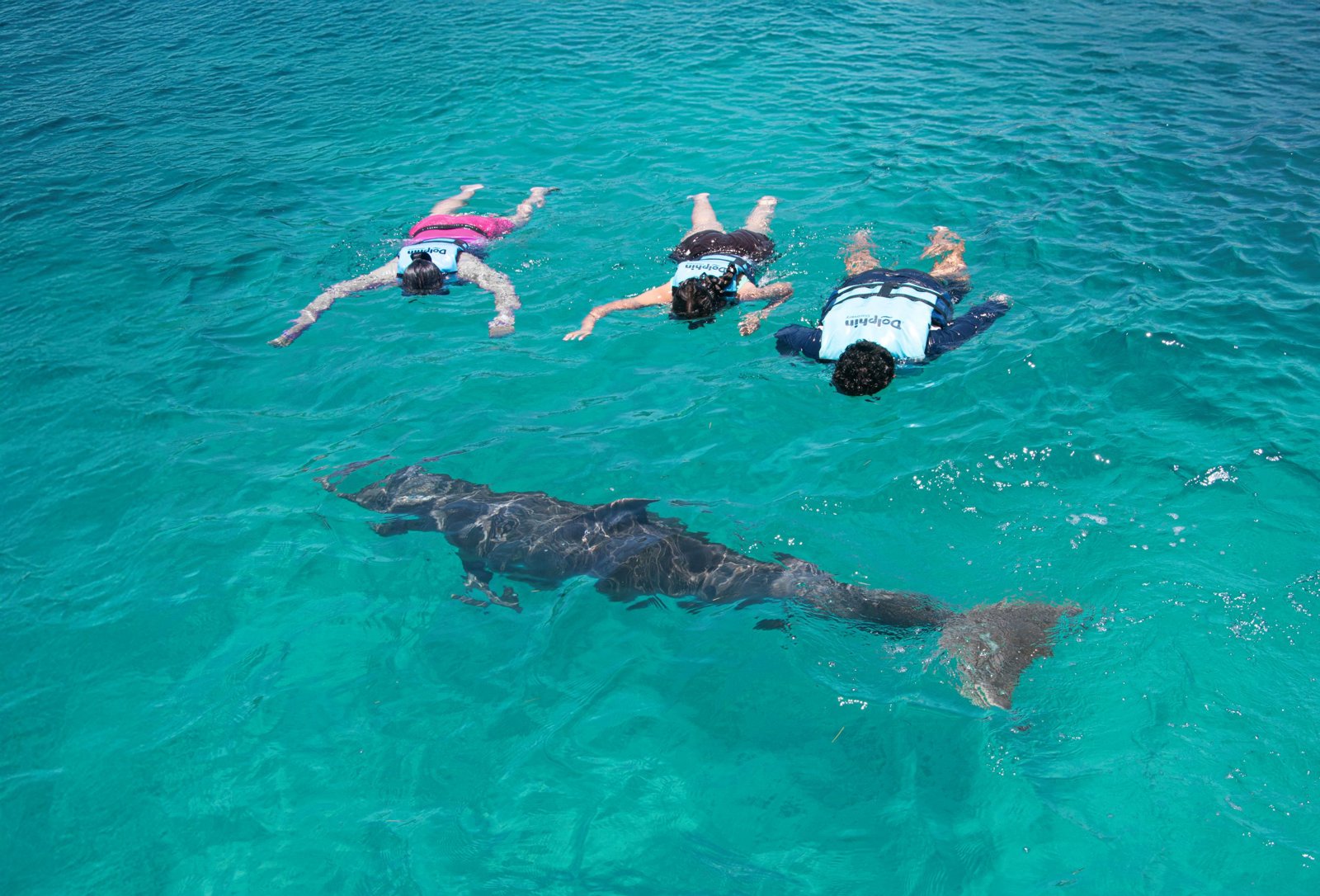 Swim with the Dolphins - The Swim Adventure