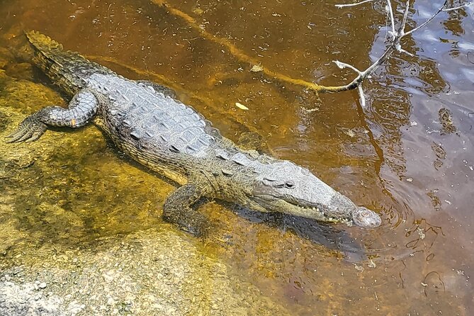Southern Everglades with Boat Ride and 3 Hikes