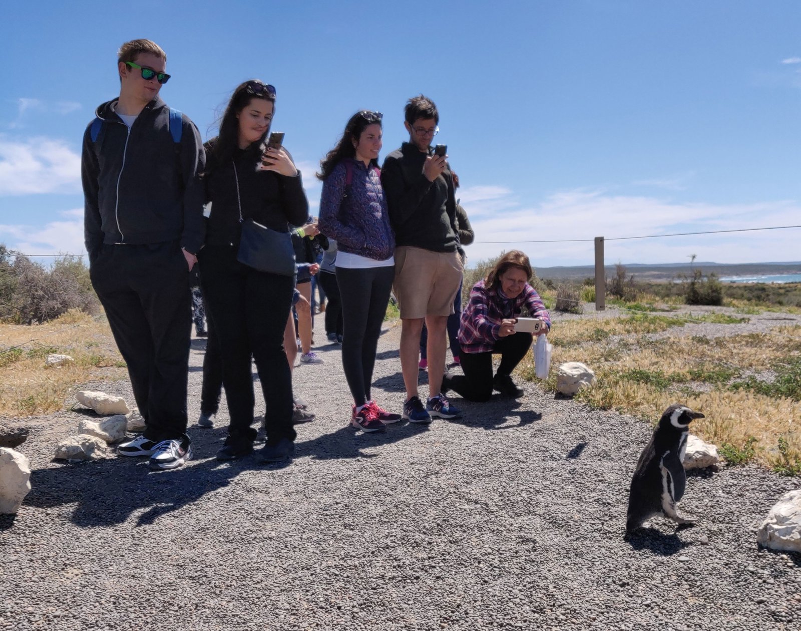 Punta Tombo Penguin Experience