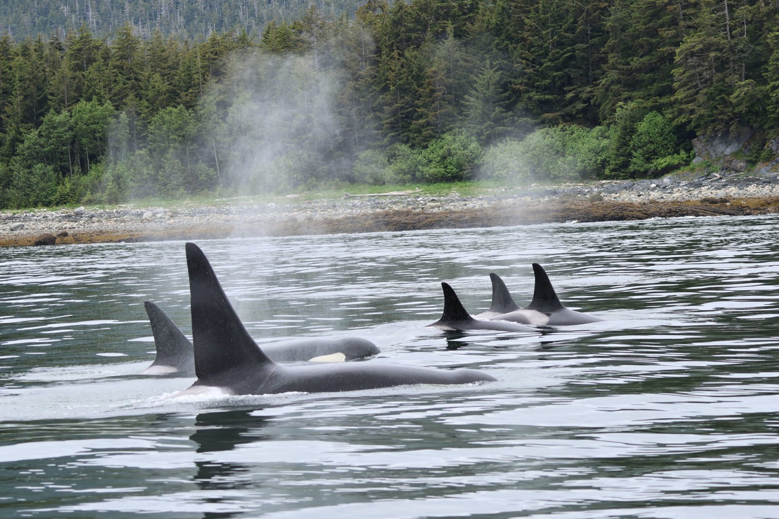 Whales and Lighthouse Adventure