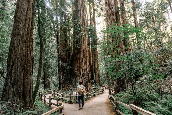 Discovering Muir Woods and Sausalito Tour