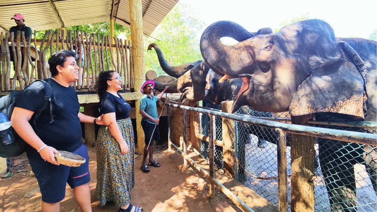 Private Tour Pinnawala Elephant Orphanage and lunch