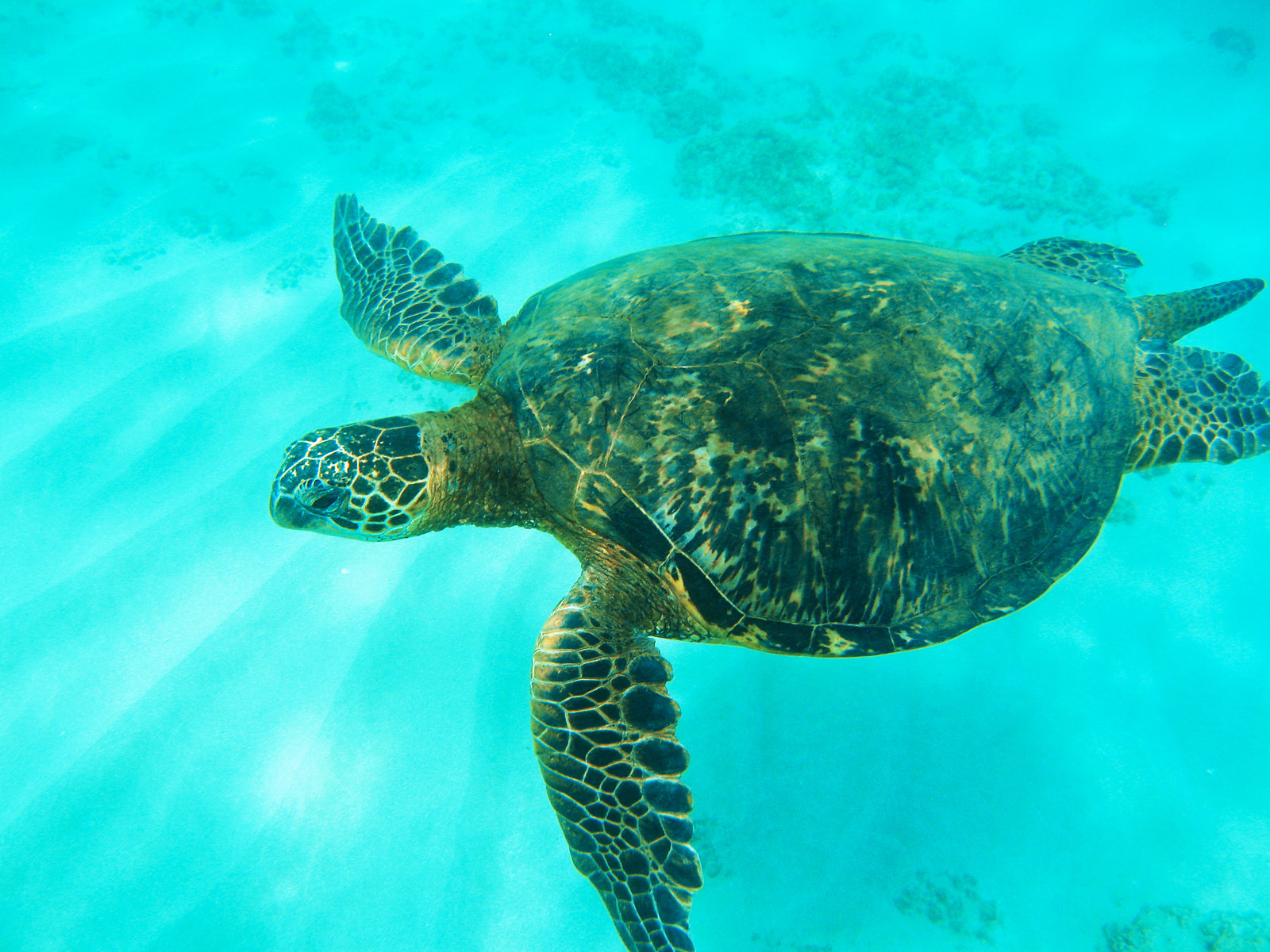 Sailing and Snorkeling Adventure at Turtle Canyon