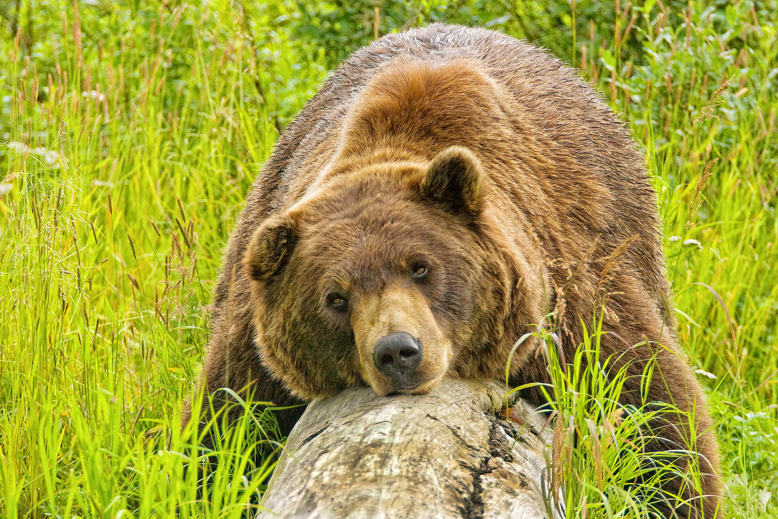 3-Hour Tour and Transfer from Anchorage Airport by Motorcoach to Whittier Cruise Port
