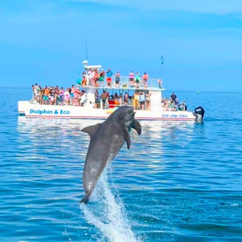 Key West Dolphin Playground and Sandbar Escape