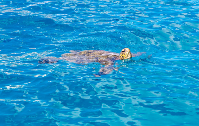 Sailing and Snorkeling Adventure at Turtle Canyon
