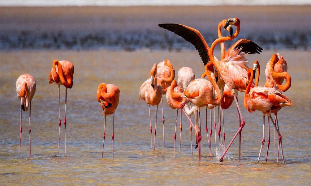 Discover the Flamingos and Mangroves