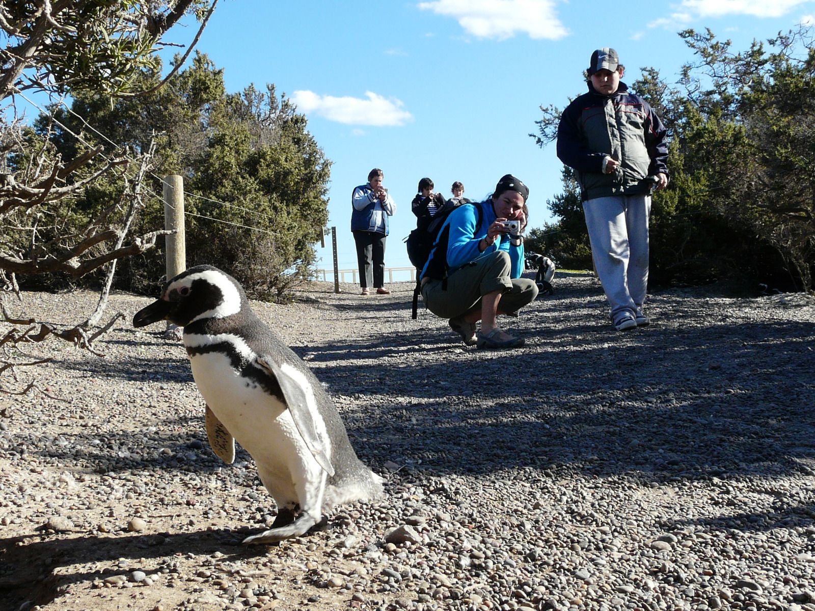 Punta Tombo Penguin Experience
