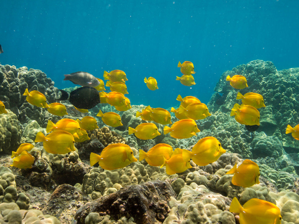 Snorkel Kealakekua Bay, Dolphin Reef and Captain Cook
