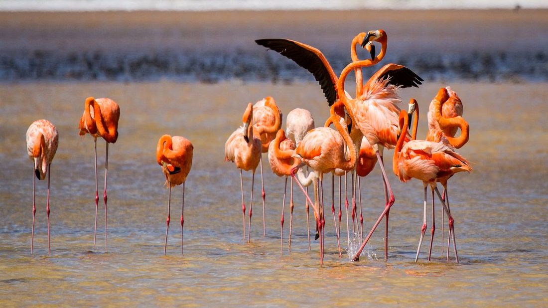 Discover Bonaire: North and South Island Nature 