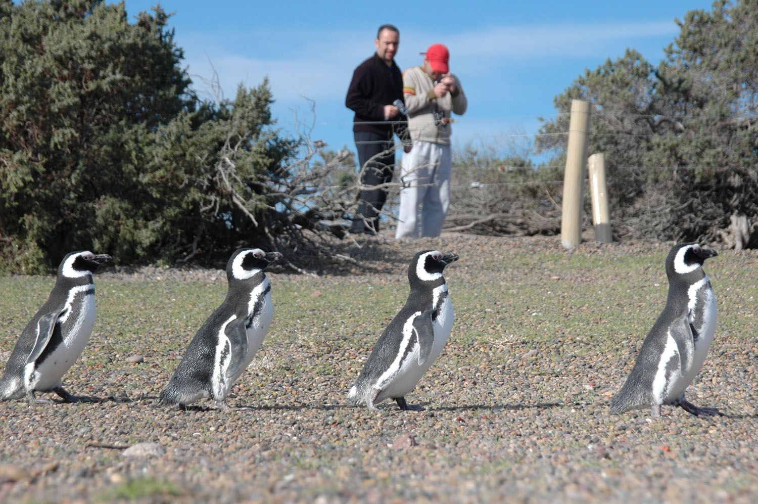 Punta Tombo Penguin Experience