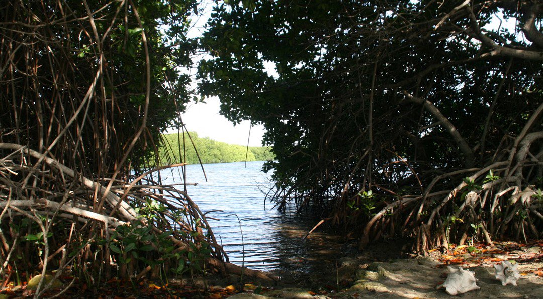 Discover the Flamingos and Mangroves
