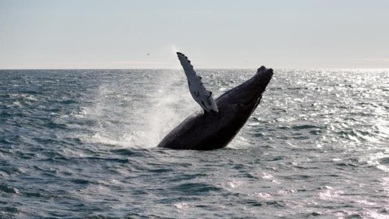 Whale Watching All Year Long