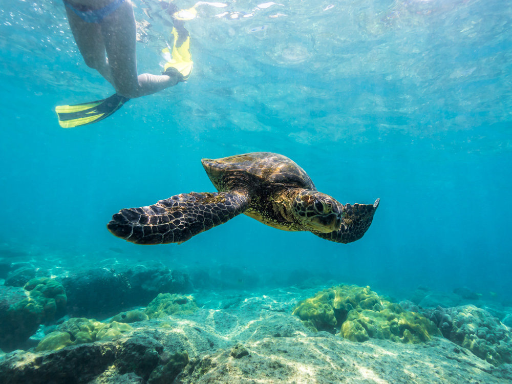 Snorkel Kealakekua Bay, Dolphin Reef and Captain Cook