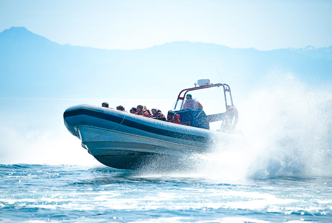 Orca Whale Search by Zodiac