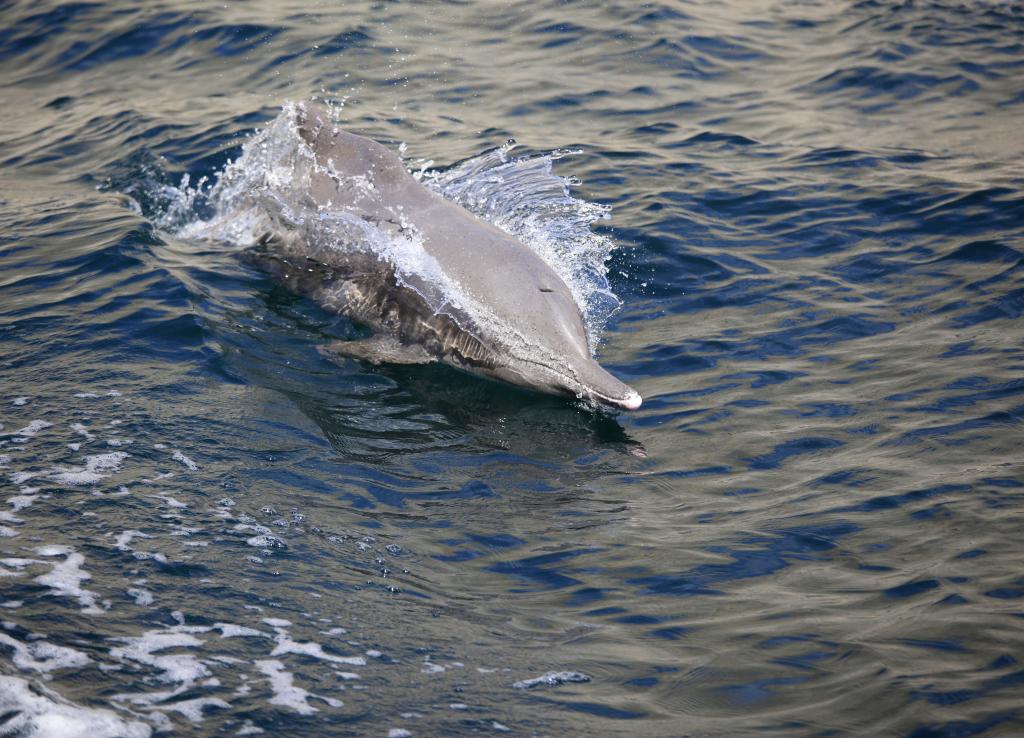 Shared Full Day Khasab Dhow Cruise With Snorkeling Tour 