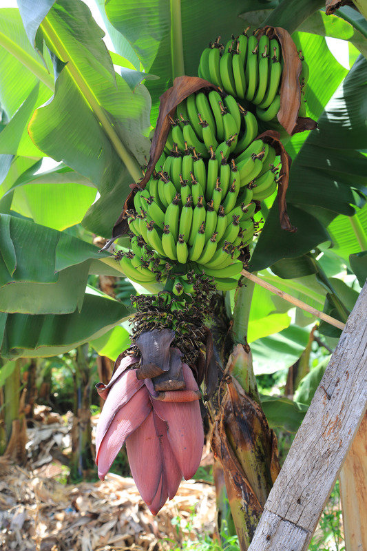 Private Madeira Virtual Experience, Banana Museum and Rum Factory