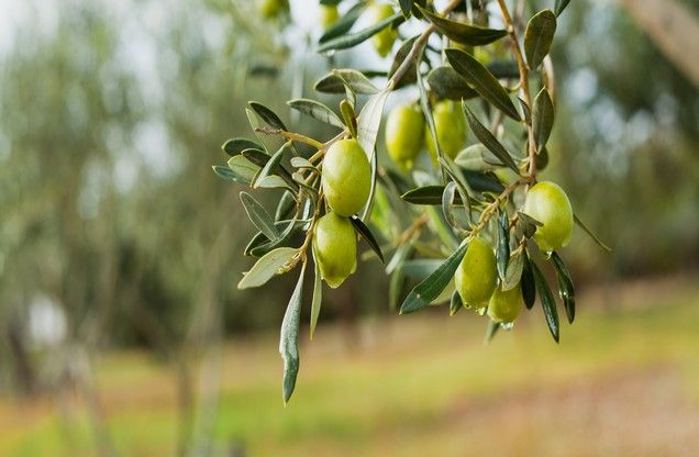 Private Golden Routes of Argolis: Olive Oil, Epidaurus and Timeless Landscapes