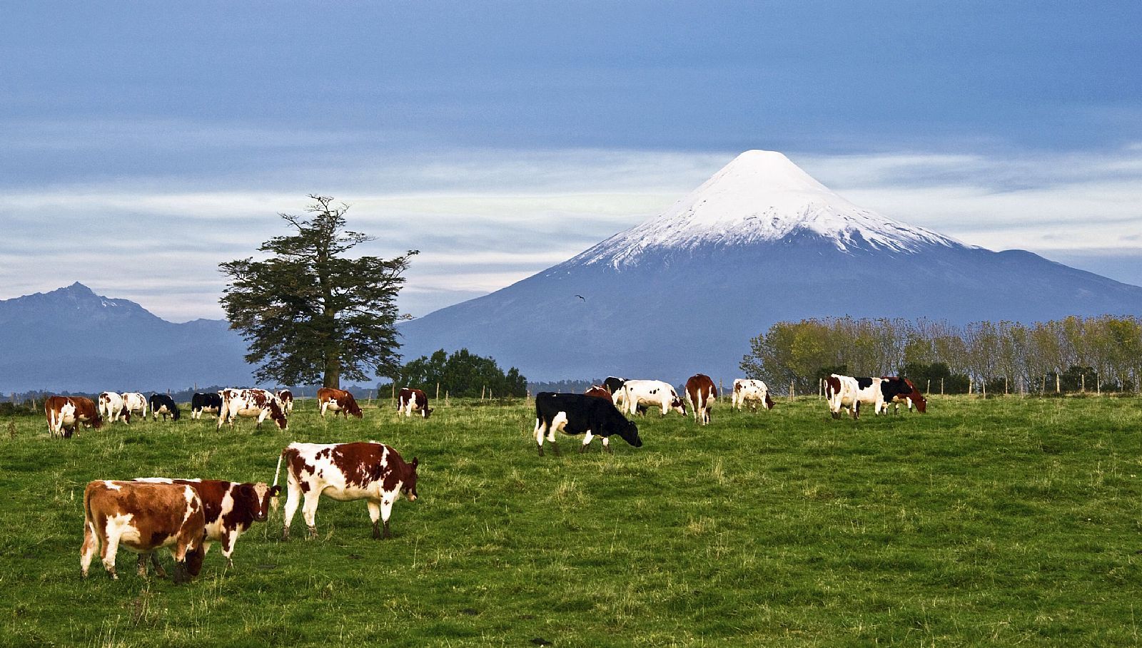 Private Patrohue Falls and Osorno Volcano Discovery