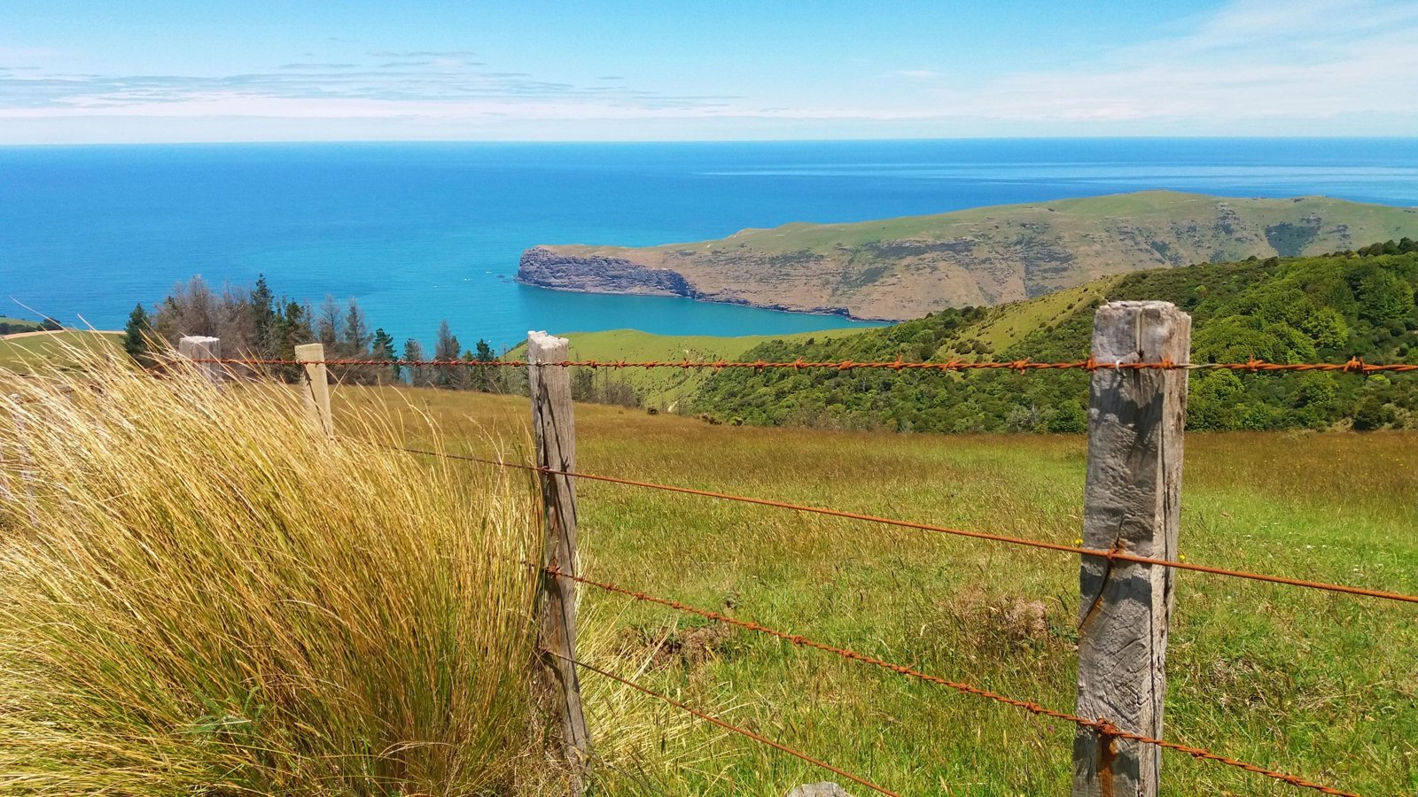 Express Akaroa Scenic Nature Tour