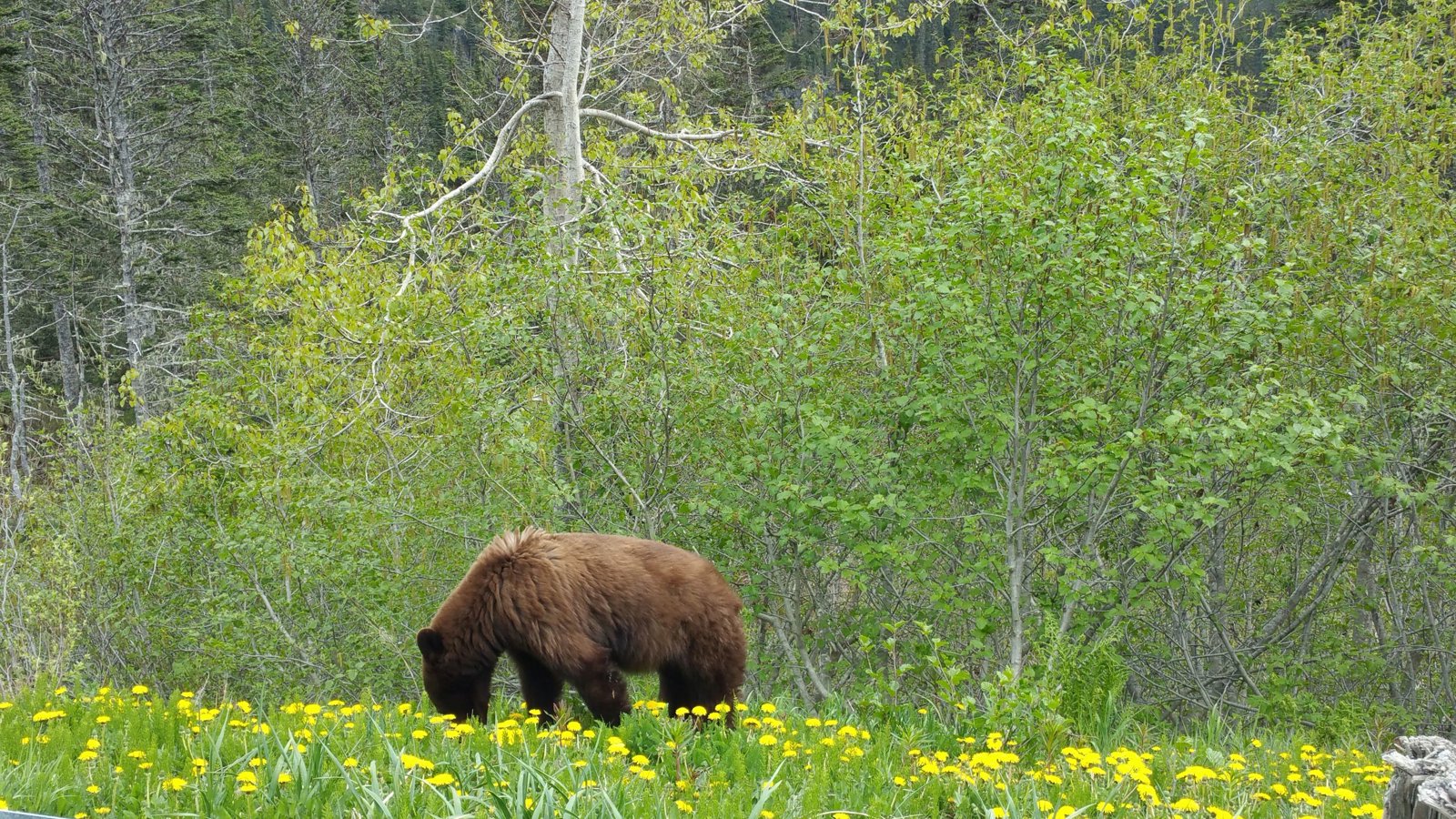 Yukon Wilderness and Suspension Bridge Tour