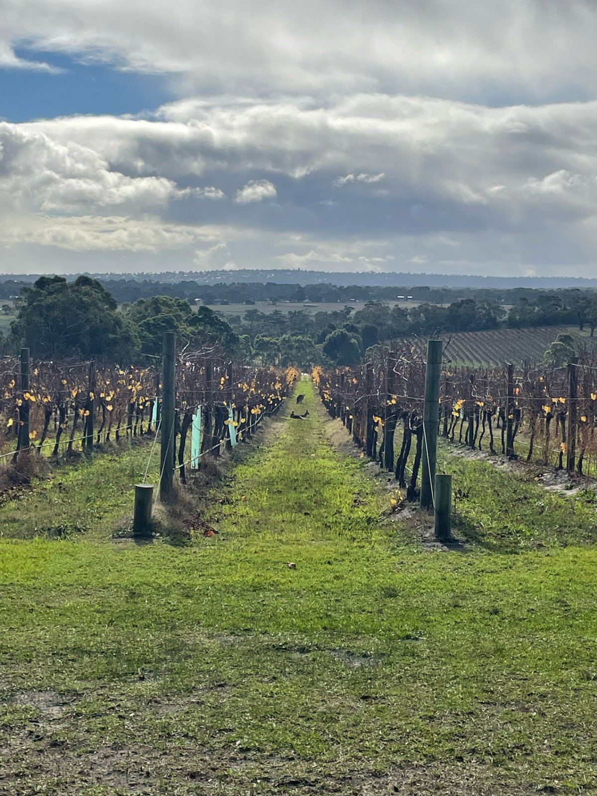 Discovering Melbourne with Lunch