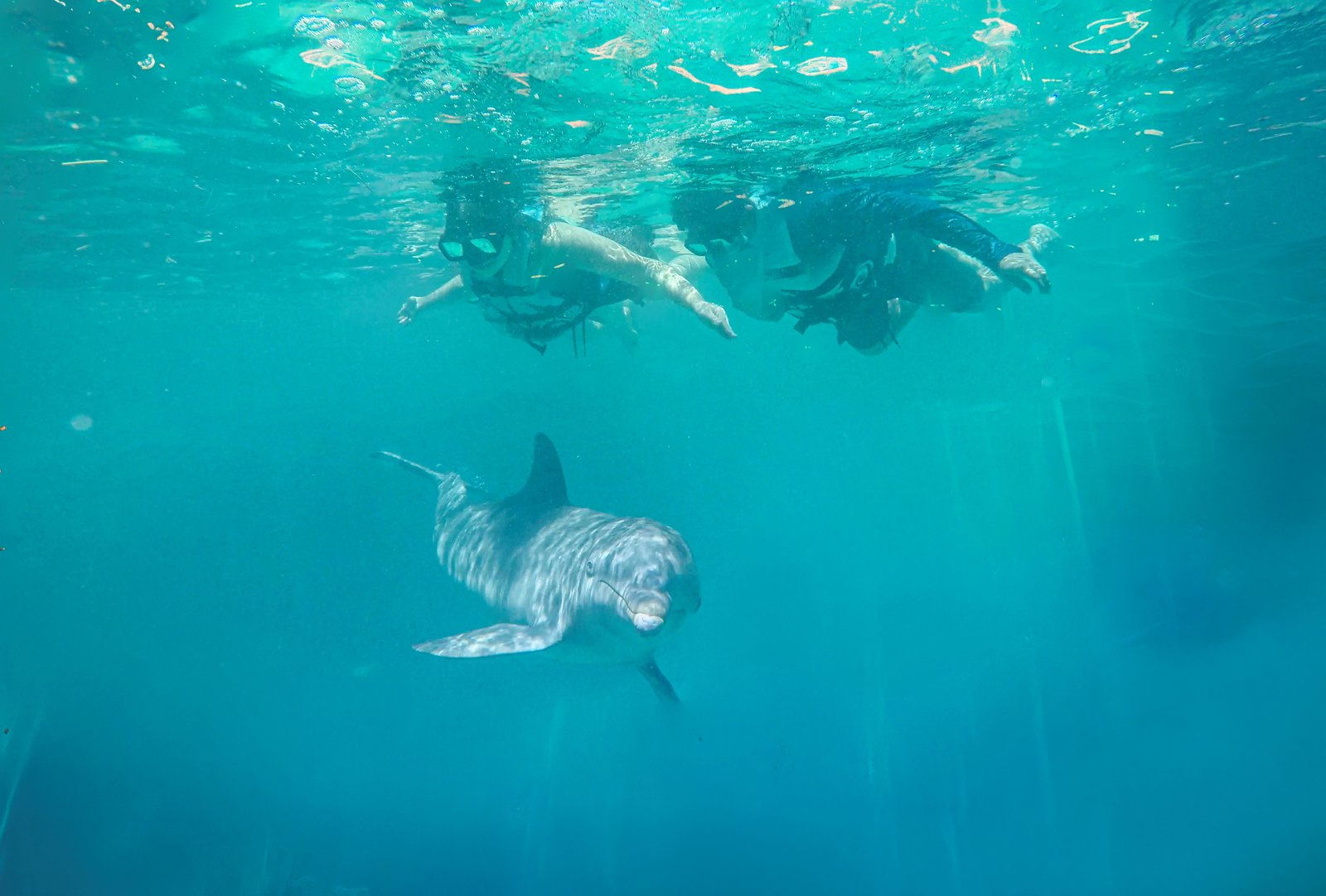 Swim With the Dolphins in Cozumel - The Royal Swim