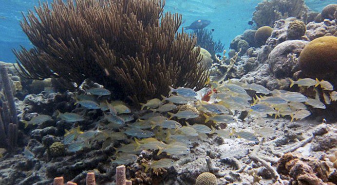 Bonaire Coral Reef Snorkel 
