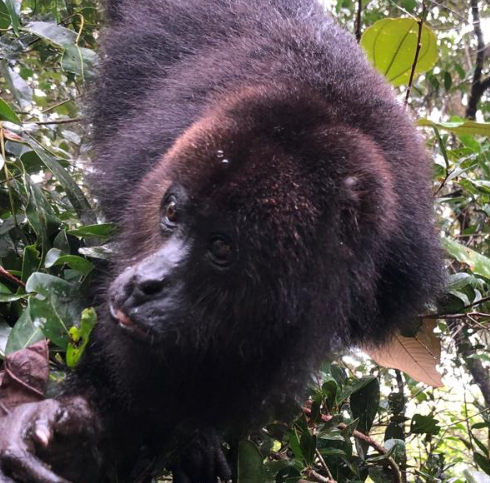 Jungle Jeep Safari and The Belize Baboon Sanctuary