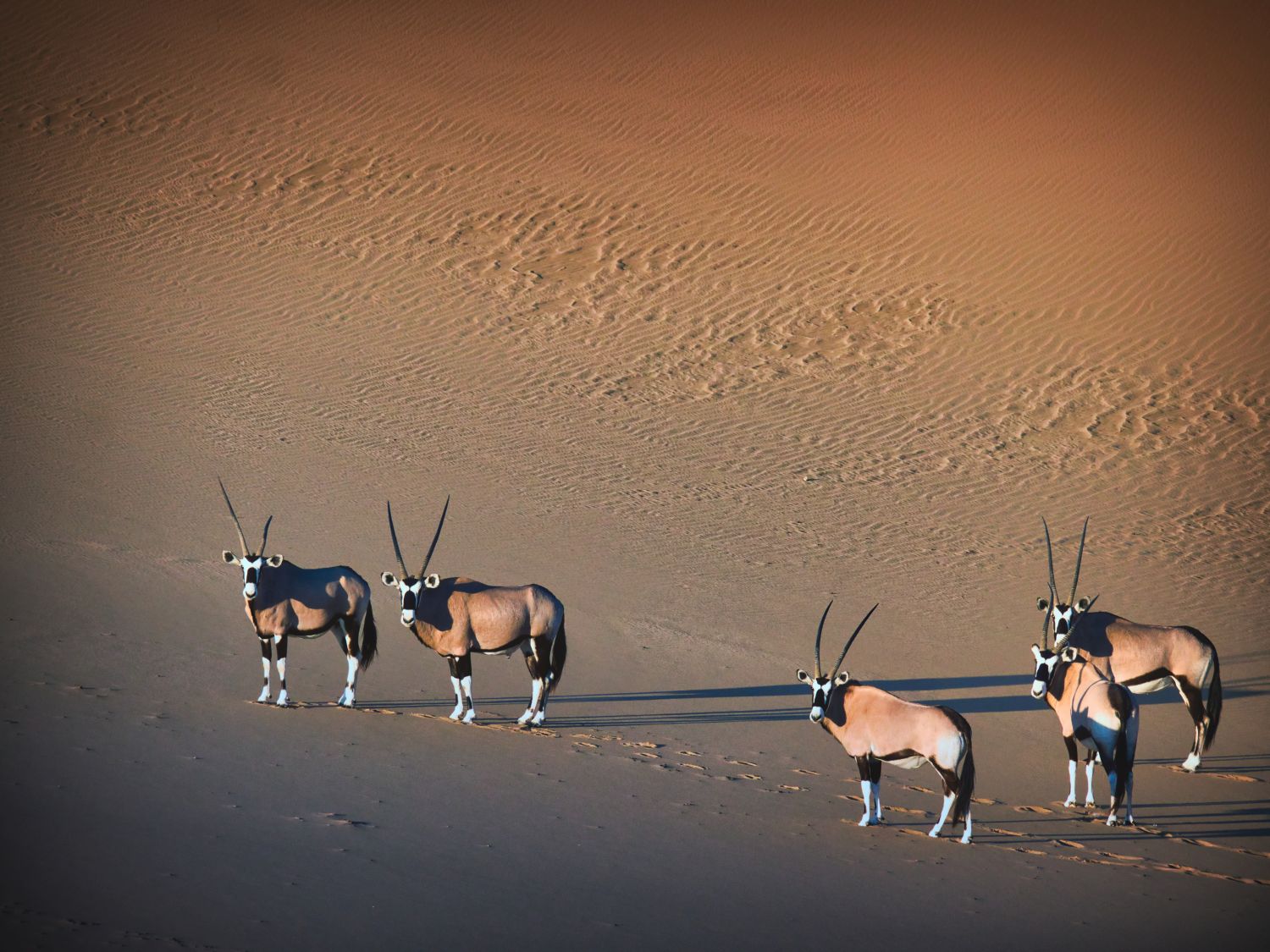 Sandwich Harbour and Namib Desert Adventure