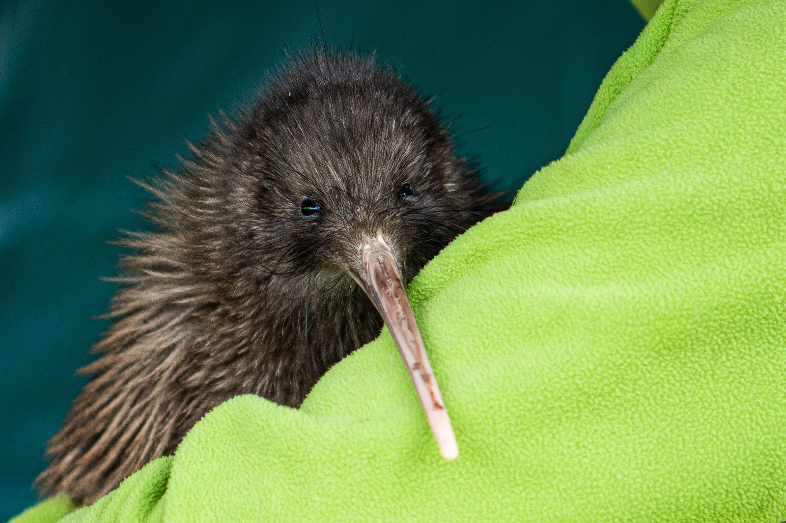 Combo Tour - Christchurch City and Willowbank Wildlife Reserve
