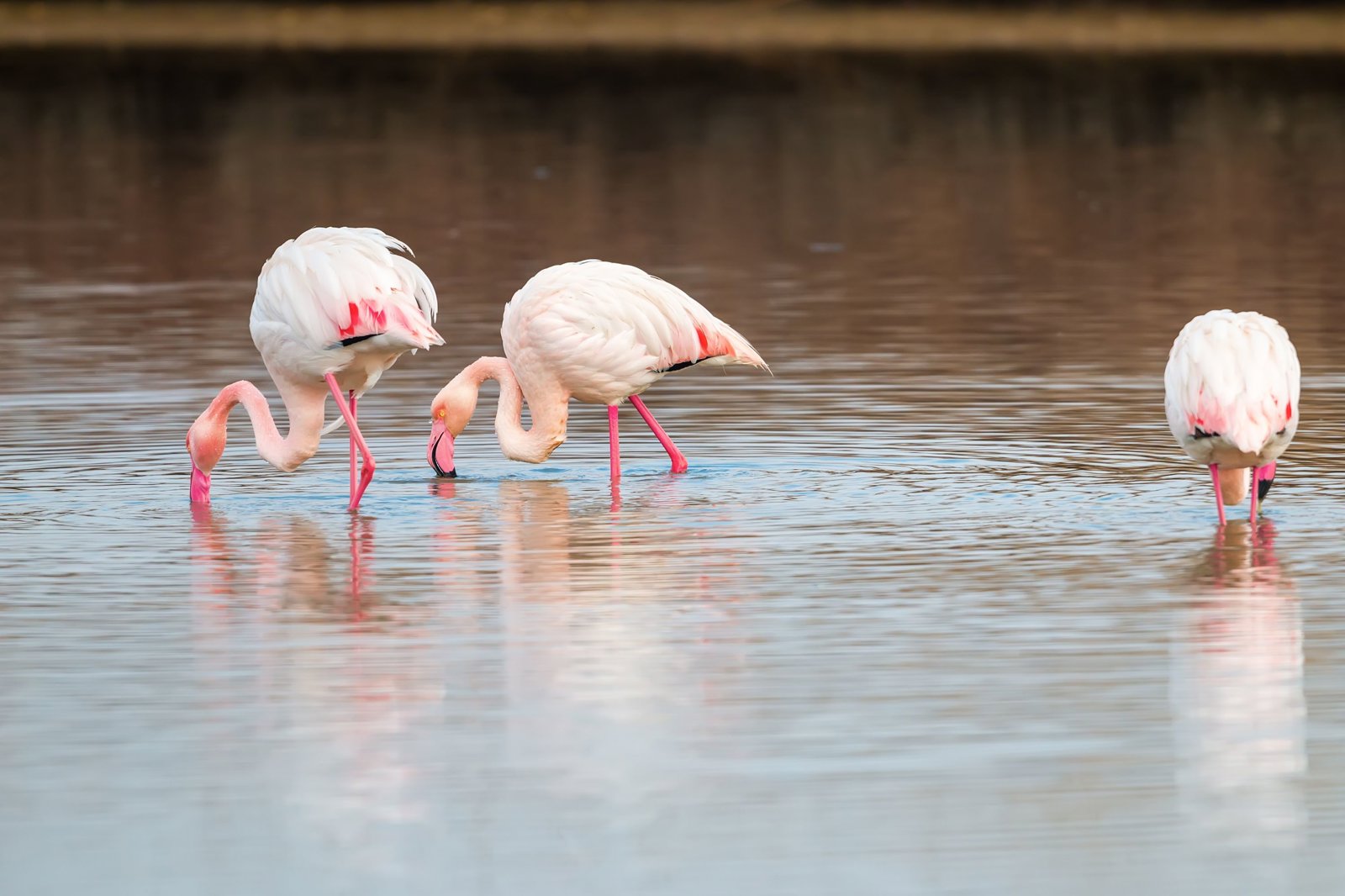 Porto Lagos Wonders, Birds, Beauty and Byzantine Peace