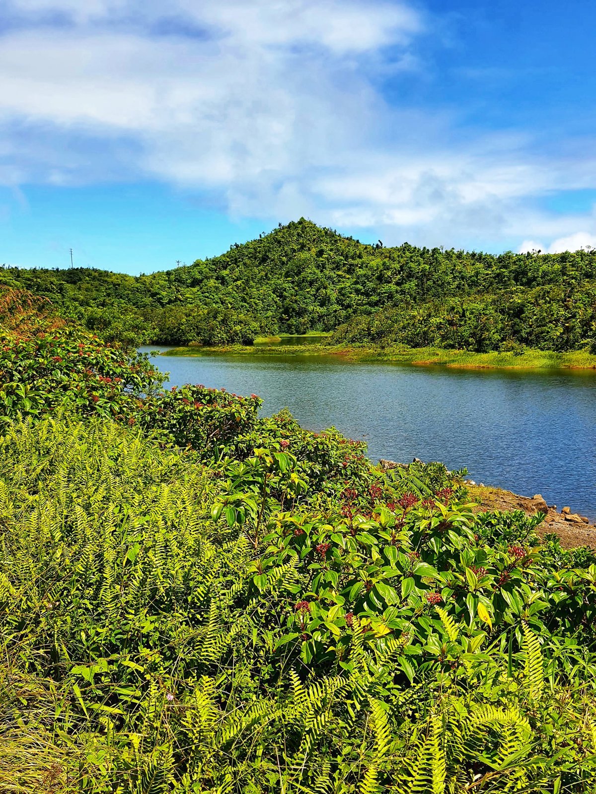 Waterfalls and Wonders: A Scenic Escape into Dominica’s Rainforest